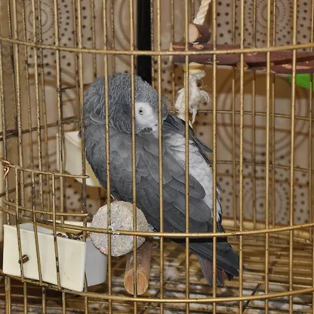 악군 베야지트 호텔 4*